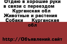 Отдаю в хорошие руки в связи с переездом   - Курганская обл. Животные и растения » Собаки   . Курганская обл.